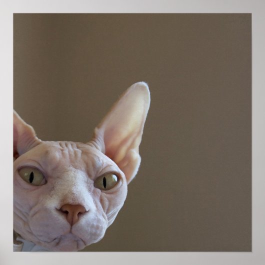 Sphynx Cat Poster (Vorne)