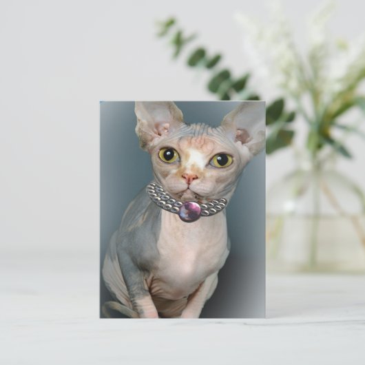 Sphynx Cat Postkarten (Stehend Vorderseite)
