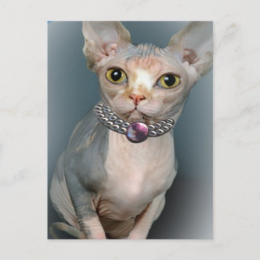 Sphynx Cat Postkarten (Vorderseite)