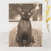 Sphynx Devon Rex Cat Large Sepia Fotografie Karte (Gelbe Blume)