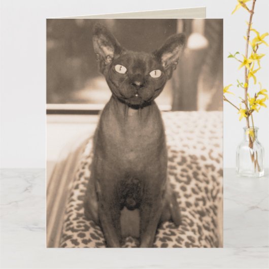 Sphynx Devon Rex Cat Large Sepia Fotografie Karte (Gelbe Blume)