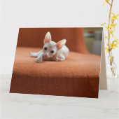 SPHYNX HAIRLESS KATZGEBURTSTAGSKARTEN KARTE (Gelbe Blume)