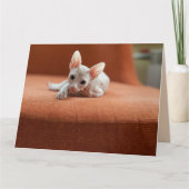 SPHYNX HAIRLESS KATZGEBURTSTAGSKARTEN KARTE (Vorderseite)