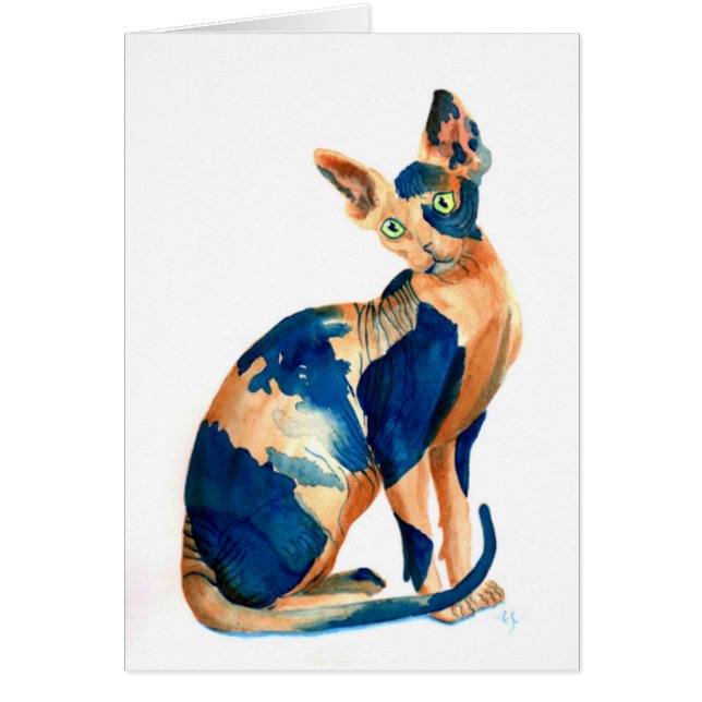 Sphynx Katze 6 (Vorne)