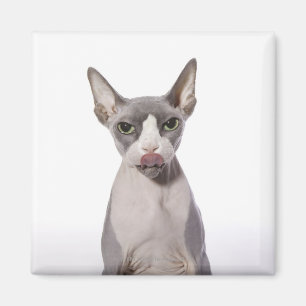 Sphynx Katze mit der Zunge heraus Magnet