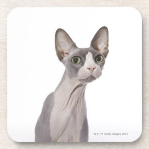 Sphynx Katze mit überraschtem Ausdruck Getränkeuntersetzer