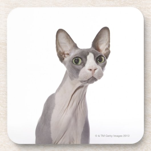Sphynx Katze mit überraschtem Ausdruck Getränkeuntersetzer (Vorderseite)