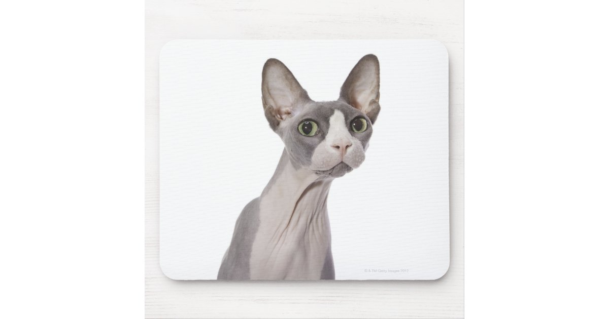 sphynx katze mit uberraschtem ausdruck mousepad zazzle de