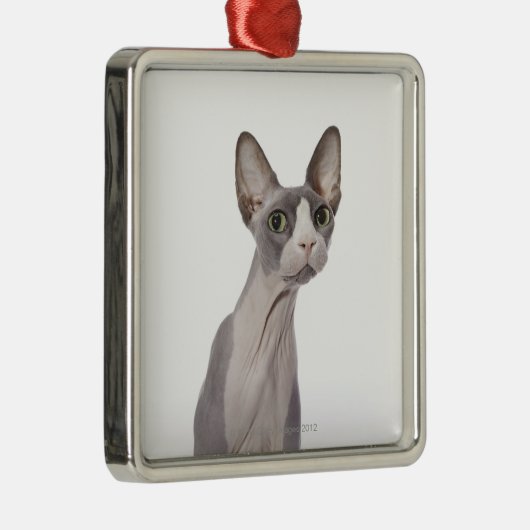 Sphynx Katze mit überraschtem Ausdruck Silbernes Ornament (Rechts)