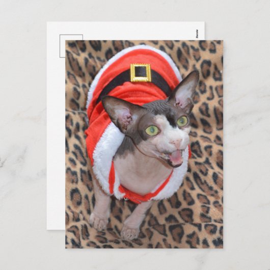Sphynx Katze Ninja Sankt Weihnachten (Vorne/Hinten)
