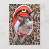 Sphynx Katze Ninja Sankt Weihnachten (Vorderseite)