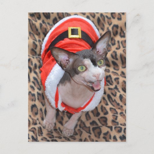 Sphynx Katze Ninja Sankt Weihnachten (Vorderseite)