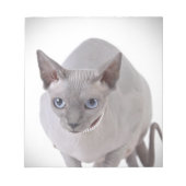 Sphynx Katze Notizblock (Vorderseite)