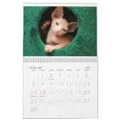 Sphynx Katzen-Wandkalender | GoSphynx.com Kalender (Feb 2027)