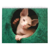 Sphynx Katzen-Wandkalender | GoSphynx.com Kalender (Titelbild)