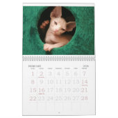 Sphynx Katzen-Wandkalender | GoSphynx.com Kalender (Feb 2026)