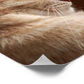 Sphynx-Legende Poster (Ecke)