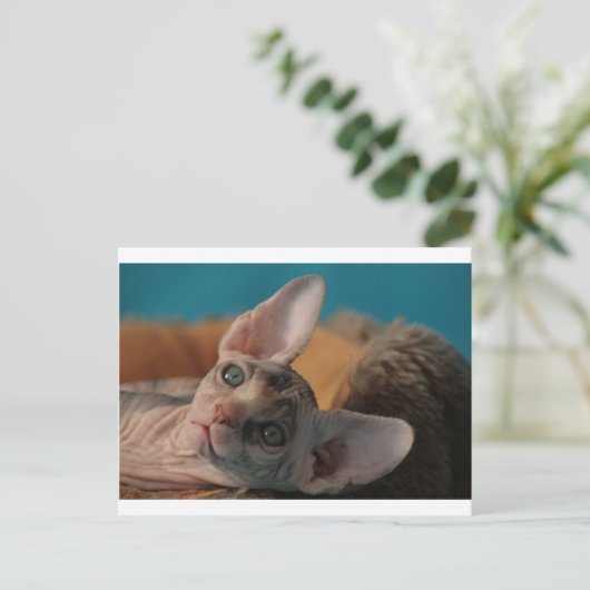 Sphynx Postkarte (Stehend Vorderseite)