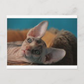 Sphynx Postkarte (Vorderseite)