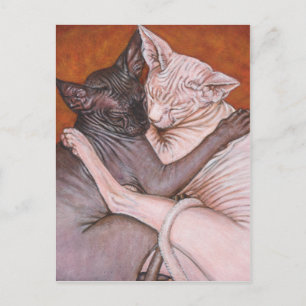Sphynx Sphinx Katzen Nickerchen Zeit Postkarte