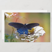 Spicebush-Frack Briefpapier (Vorne/Hinten)