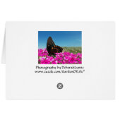 Spicebush Frack Butterfly (Rückseite Horizontal)