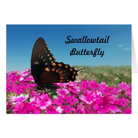 Spicebush Frack Butterfly (Vorderseite (Horizontal))