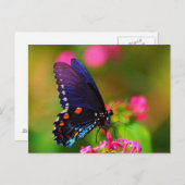 Spicebush Frack Butterfly Postkarte (Vorne/Hinten)