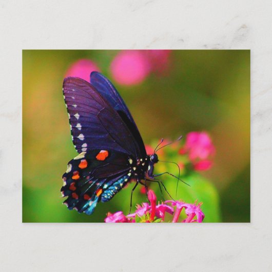 Spicebush Frack Butterfly Postkarte (Vorderseite)