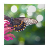 Spicebush-Frack Fliese (Vorderseite)