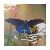 Spicebush-Frack Fliese (Vorderseite)