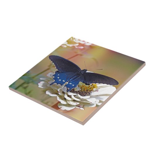 Spicebush-Frack Fliese (Seite)