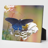 Spicebush-Frack Fotoplatte (Seite)