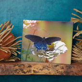 Spicebush-Frack Fotoplatte (Seite)