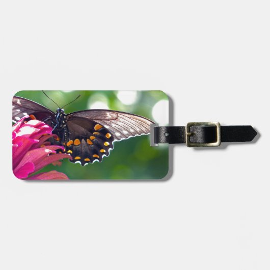 Spicebush-Frack Gepäckanhänger (Vorderseite horizontal)