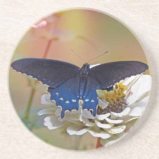 Spicebush-Frack Getränkeuntersetzer (Vorne)