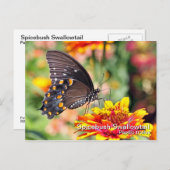 Spicebush Frack Postkarte (Vorne/Hinten)