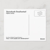 Spicebush Frack Postkarte (Rückseite)