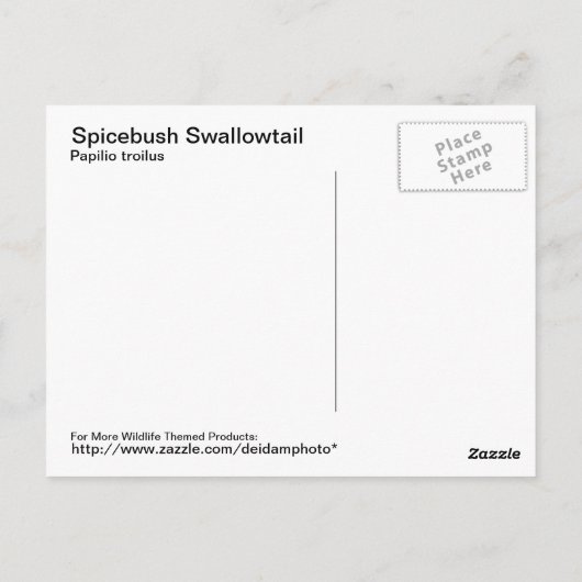 Spicebush Frack Postkarte (Rückseite)