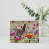 Spicebush Frack Postkarte (Stehend Vorderseite)