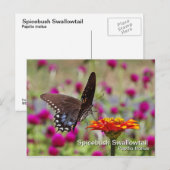 Spicebush Frack Postkarte (Vorne/Hinten)