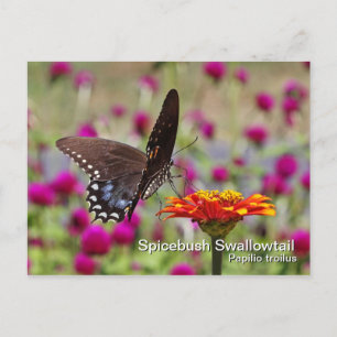 Spicebush Frack Postkarte