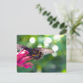 Spicebush-Frack Postkarte (Stehend Vorderseite)