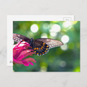 Spicebush-Frack Postkarte (Vorne/Hinten)