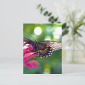 Spicebush-Frack Postkarte (Stehend Vorderseite)