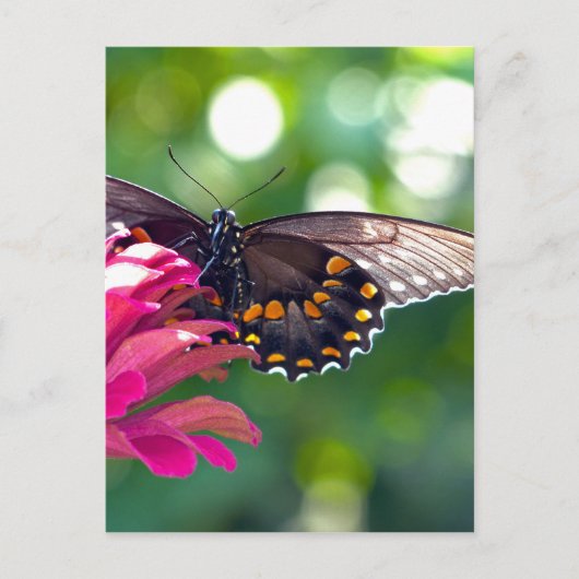 Spicebush-Frack Postkarte (Vorderseite)