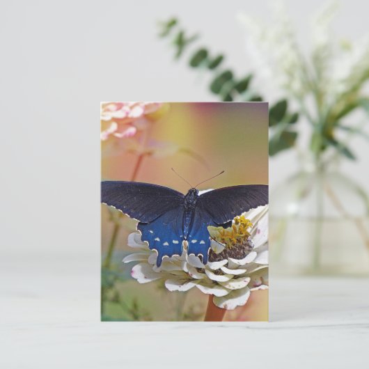 Spicebush-Frack Postkarte (Stehend Vorderseite)