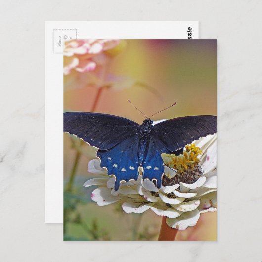 Spicebush-Frack Postkarte (Vorne/Hinten)