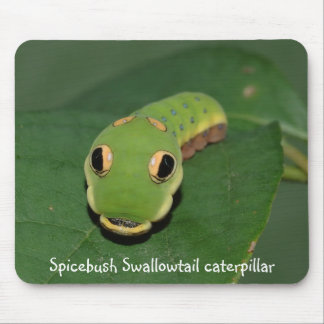 Spicebush Frack-Raupe Mousepad