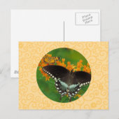 Spicebush Frack-Schmetterling Postkarte (Vorne/Hinten)